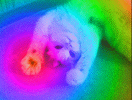 每日GIF(2021-03-28)的gif-Cat Rainbow GIF
