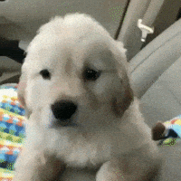 每日GIF(2021-03-29)的gif-Cute Puppy GIF