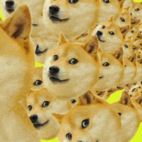 每日GIF(2021-03-31)的gif-Elon Musk Bitcoin GIF by haydiroket