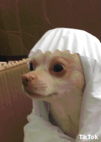每日GIF(2021-04-03)的gif-Shocked Fed Up GIF by TikTok