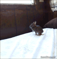 每日GIF(2021-04-04)的gif-Easter Bunnies GIF