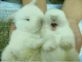 每日GIF(2021-04-04)的gif-Bunny Reaction GIF