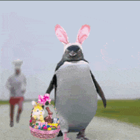 每日GIF(2021-04-04)的gif-Easter Penguin GIF