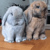 每日GIF(2021-04-04)的gif-Bunnies GIF
