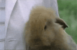 每日GIF(2021-04-04)的gif-Bunny Cute Animals GIF