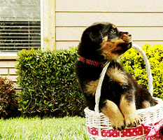 每日GIF(2021-04-05)的gif-Dog Falling GIF
