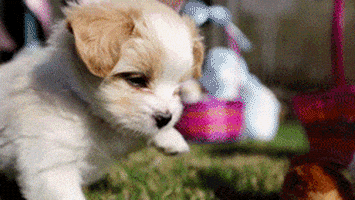 每日GIF(2021-04-05)的gif-Dog Playing GIF
