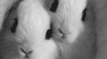每日GIF(2021-04-05)的gif-Bunny Rabbit GIF
