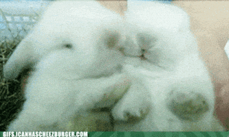 每日GIF(2021-04-05)的gif-Bunny Rabbit GIF