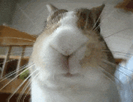 每日GIF(2021-04-05)的gif-Bunny Eating GIF