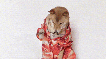每日GIF(2021-04-06)的gif-Shiba Inu Dog GIF
