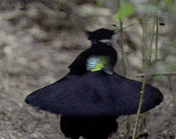 每日GIF(2021-04-07)的gif-Planet Earth GIF