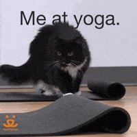 每日GIF(2021-04-08)的gif-Stretching Downward Dog GIF by Best Friends Animal Society