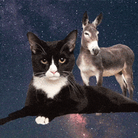 每日GIF(2021-04-08)的gif-Save Them All Zodiac Sign GIF by Best Friends Animal Society