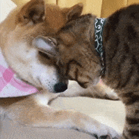 每日GIF(2021-04-08)的gif-Shiba Inu Doge GIF