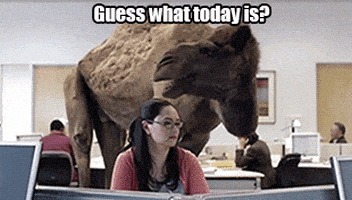 每日GIF(2021-04-08)的gif-Wednesday Hump GIF