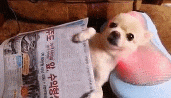 每日GIF(2021-04-12)的gif-Chihuahua Gifmedogs GIF by Rover.com
