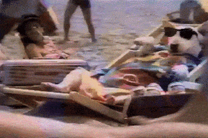 每日GIF(2021-04-12)的gif-Relaxing Spuds Mackenzie GIF