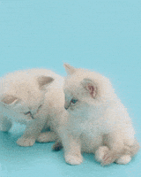 每日GIF(2021-04-15)的gif-Hang In There Omg GIF by Sneakersnstuff