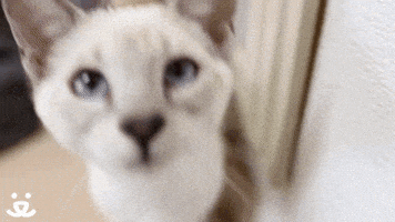 每日GIF(2021-04-16)的gif-High Five Well Done GIF by Best Friends Animal Society