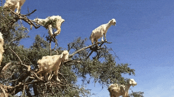 每日GIF(2021-04-17)的gif-Tree Arab GIF