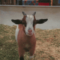 每日GIF(2021-04-17)的gif-Baby Goat GIF by Tourism Winnipeg