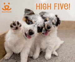 每日GIF(2021-04-17)的gif-Dogs Reaction GIF by Best Friends Animal Society