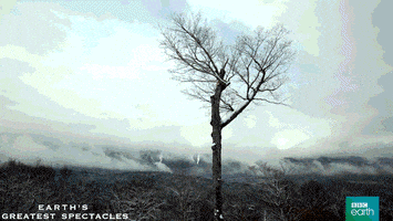 每日GIF(2021-04-18)的gif-Natural History Wildlife GIF by BBC Earth