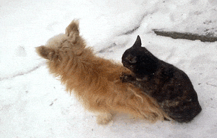每日GIF(2021-04-18)的gif-Cat Dog GIF