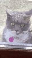 每日GIF(2021-04-18)的gif-Go Crazy Cat GIF