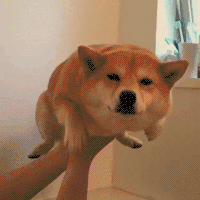 每日GIF(2021-04-19)的gif-Doge GIF