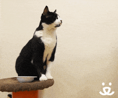 每日GIF(2021-04-19)的gif-Cat Reaction GIF by Best Friends Animal Society