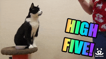 每日GIF(2021-04-19)的gif-High Five Cat GIF by Best Friends Animal Society