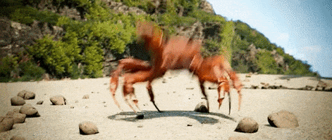 每日GIF(2021-04-21)的gif-Crabs Crab Rave GIF