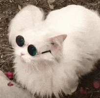 每日GIF(2021-04-21)的gif-Cat Reaction GIF by MOODMAN