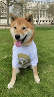 每日GIF(2021-04-24)的gif-Dogs Doge GIF by Shibetoshi Nakamoto
