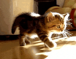 每日GIF(2021-04-25)的gif-Kitten Stretching GIF