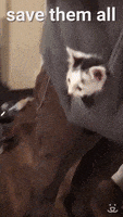 每日GIF(2021-05-01)的gif-Best Friends Adopt Dont Shop GIF by Best Friends Animal Society