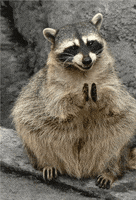 每日GIF(2021-05-07)的gif-Clapping Raccoon GIF