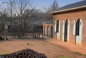 每日GIF(2021-05-07)的gif-Sup Giraffe GIF