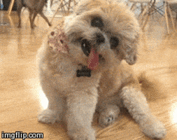 每日GIF(2021-05-07)的gif-Shih Tzu Flirting GIF