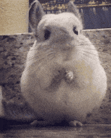 每日GIF(2021-05-07)的gif-Mouse Hamster GIF by Demic