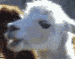 每日GIF(2021-05-07)的gif-Stare Staring GIF
