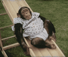 每日GIF(2021-05-07)的gif-Monkey Slide GIF