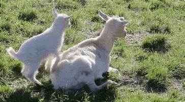 每日GIF(2021-05-09)的gif-Mothers Day Moms GIF by reactionseditor