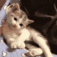 每日GIF(2021-05-14)的gif-Cat Sup GIF