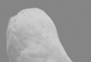每日GIF(2021-05-14)的gif-Surprised Owl GIF