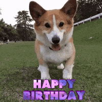 每日GIF(2021-05-18)的gif-Happy Birthday GIF
