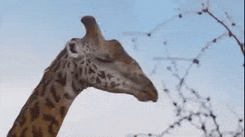 每日GIF(2021-05-20)的gif-Africa Wildlife GIF by PBS