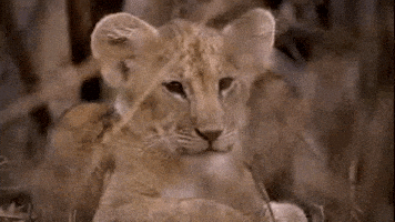 每日GIF(2021-05-20)的gif-Baby Lion GIF by PBS